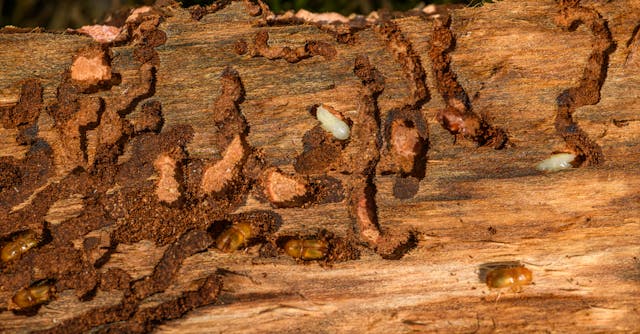 Houtworm
